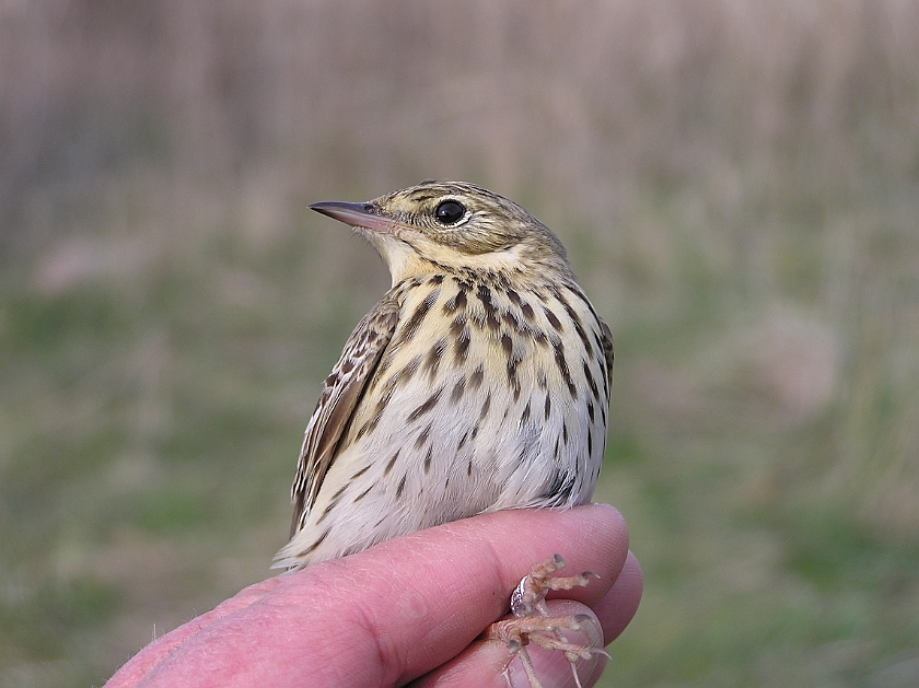 Tree Pipit, Sundre 20050509